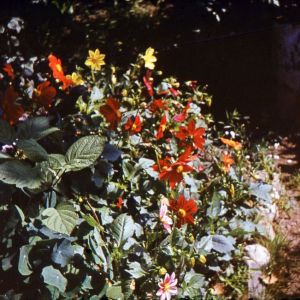 Цветущее лето жизни | Дача, Икша, середина 70-х годов