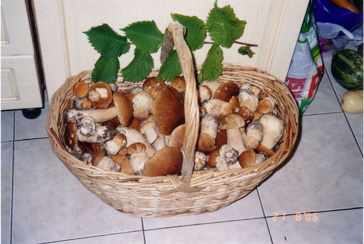 белые грибы в икше