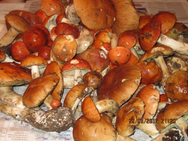Белые грибы и подосиновики