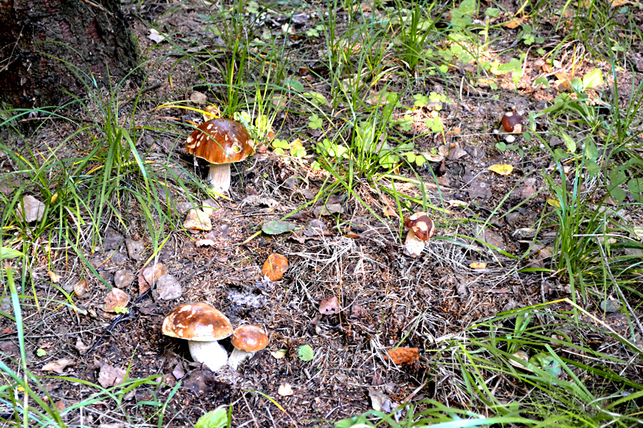 Полянка с белыми грибами