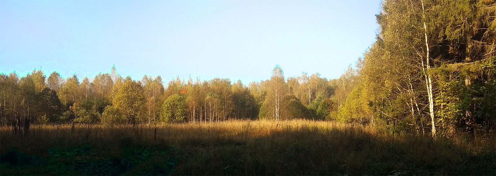 грибы опята икша