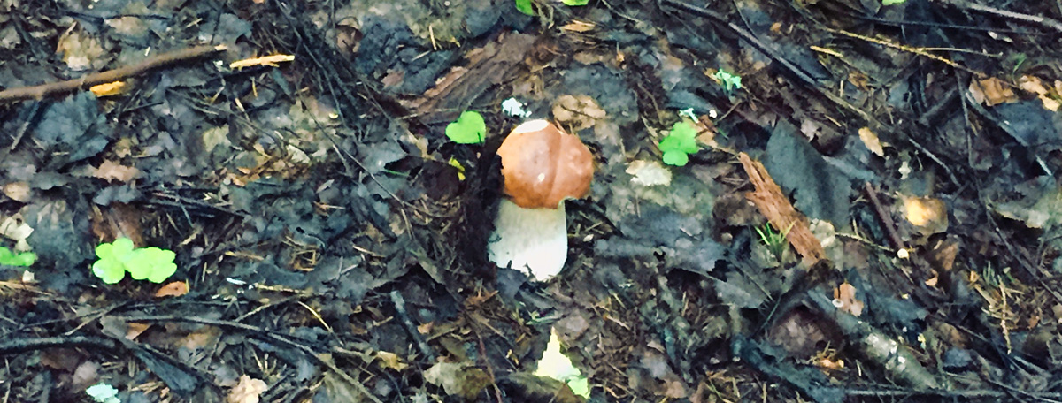 белые грибы икша