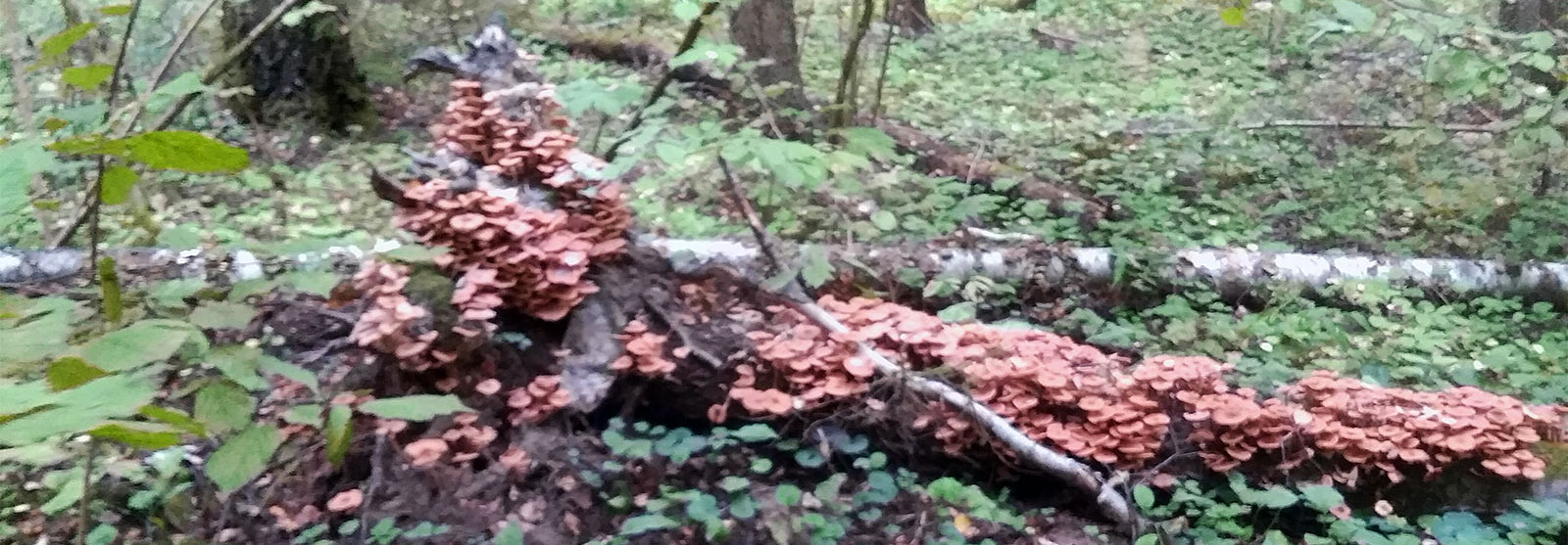 грибы опята икша