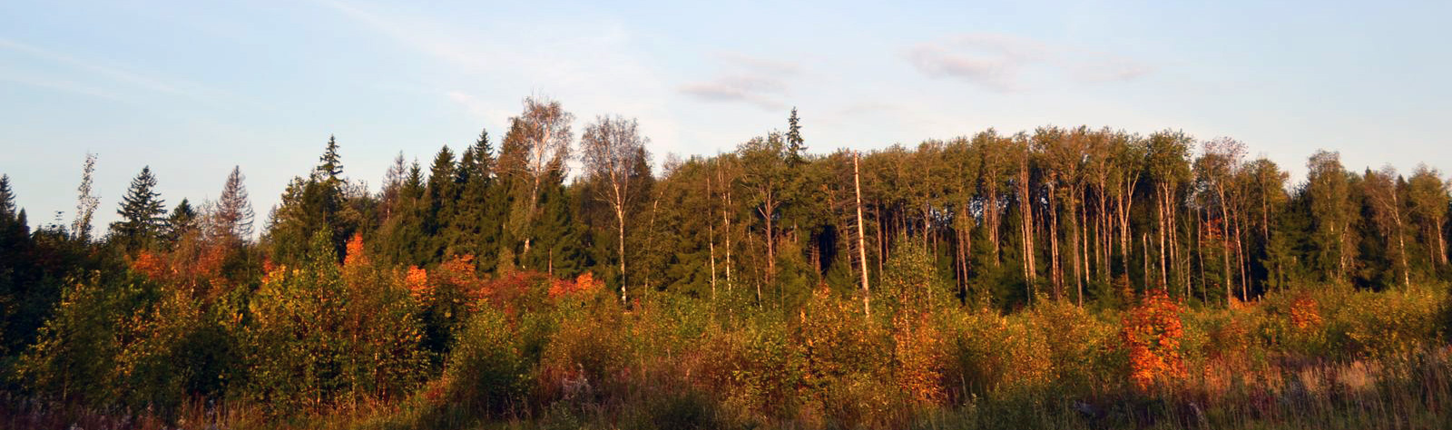 грибные места подмосковья