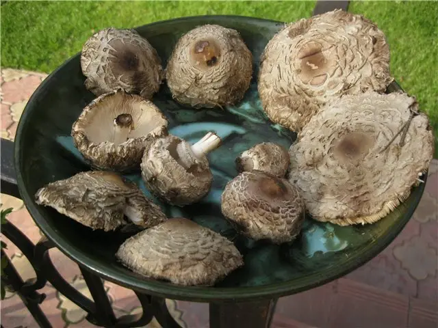 грибы в икше зонтики
