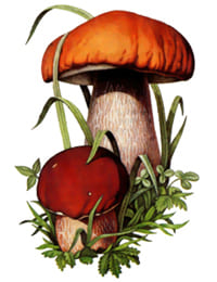 съедобный гриб Белый гриб