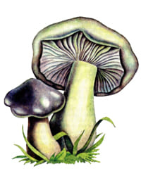 ядовитый гриб Энотолома ядовитая