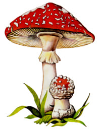 ядовитый гриб Мухомор красный
