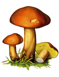 съедобный гриб Моховик желто-бурый