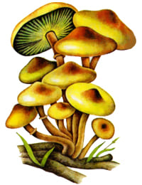 Опенок ложный серно-желтый гриб ядовитый