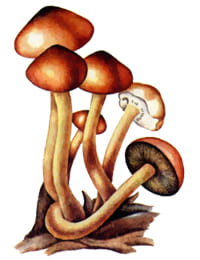 Опенок ложный кирпично-красный гриб ядовитый