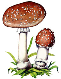 ядовитый гриб Мухомор пантерный