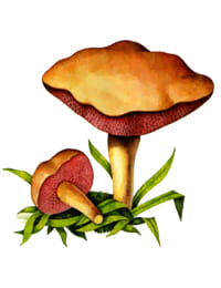 Перечный гриб или ложный моховик гриб несъедобный