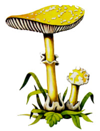 ядовитый гриб Мухомор поганковидный