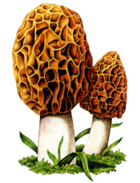условно-съедобный гриб Сморчок обыкновенный