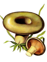 съедобный гриб Толстушка