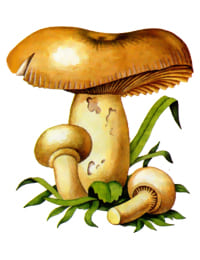 съедобный гриб Валуй