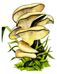 съедобный гриб Вешенка обыкновенная