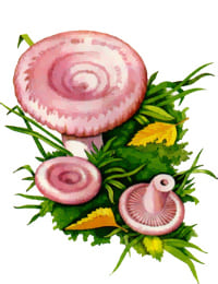 съедобный гриб Волнушка розовая