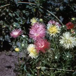 dacha-iksha-12