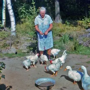 dacha-iksha-13