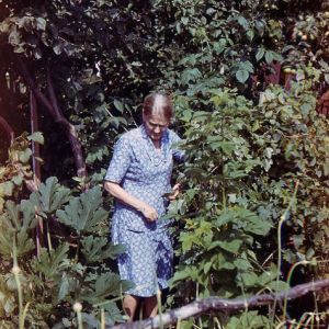 Баба Таня заплутала в огороде | Дача, Икша, середина 70-х годов