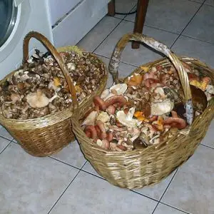 dacha-iksha-26