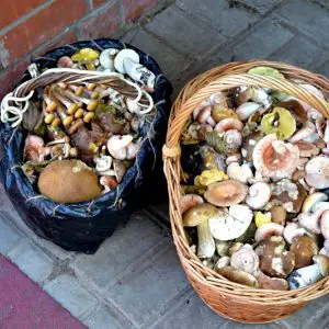 Грибное ассорти