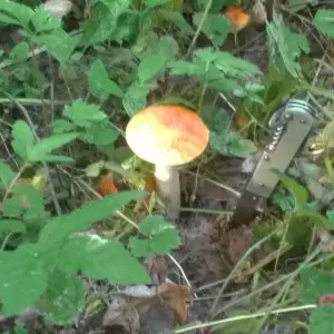 Подосиновик