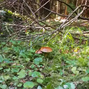 Парочка белых