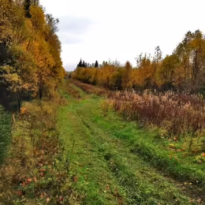 griby-podmoskove-10