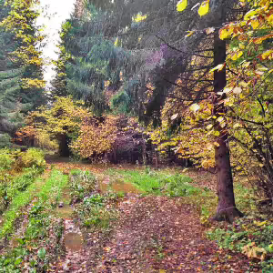 griby-podmoskove-13