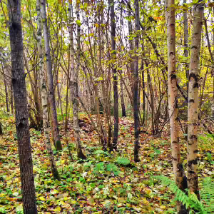 griby-podmoskove-14