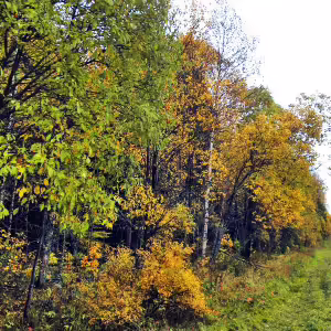 griby-podmoskove-17