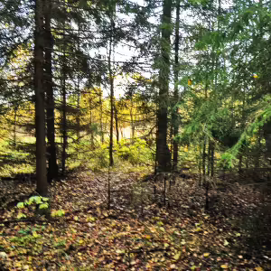 griby-podmoskove-18