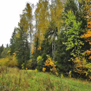 griby-podmoskove-20