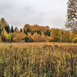 griby-podmoskove-21