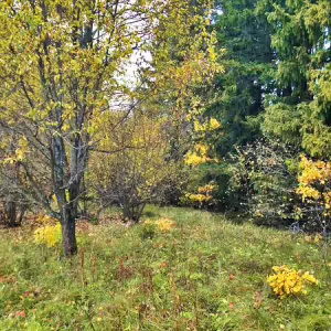griby-podmoskove-22