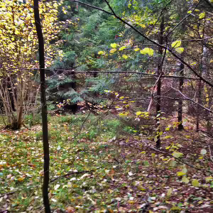 griby-podmoskove-23