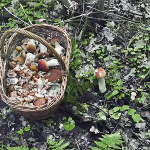 griby-podmoskove-23