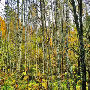 griby-podmoskove-24