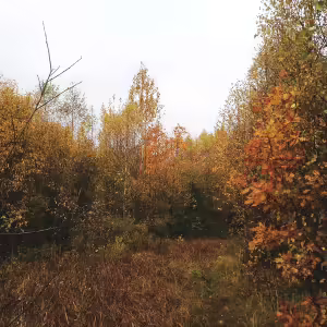 griby-podmoskove-3