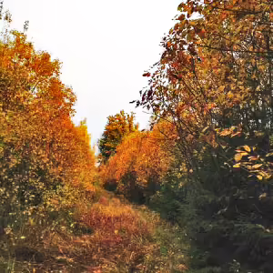 griby-podmoskove-4