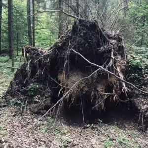 griby-podmoskove-43