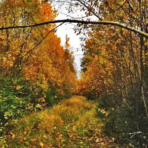 griby-podmoskove-5