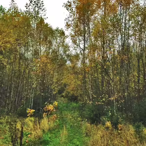 griby-podmoskove-6