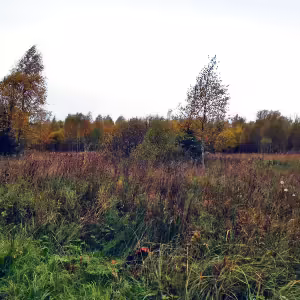 griby-podmoskove-8