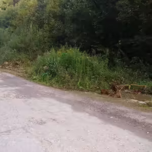 цкад последствия