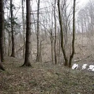 Лесные холмы в Икше