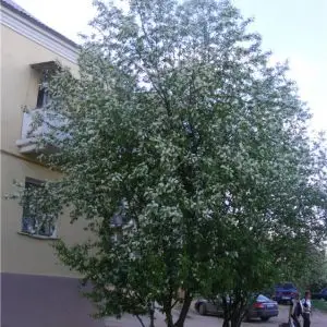 Черемуха в цвету | Икша